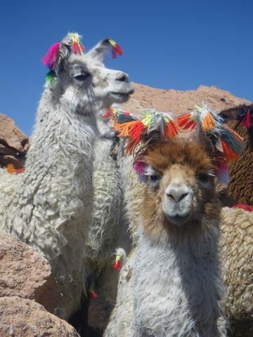 lamas