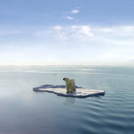 polar-bears-2_large