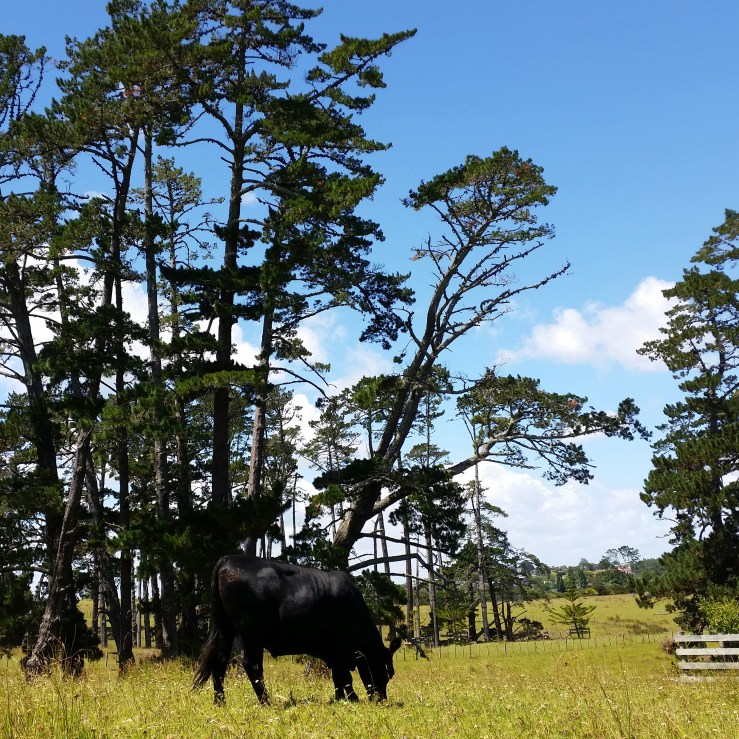 churchill-park-steer-ellaquaint